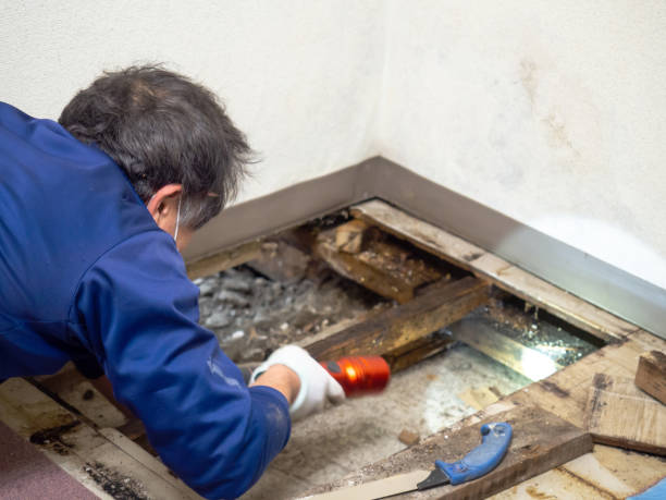 Best Localized Mold Remediation (e.g., coastal areas, humid climates) in Ina, IL