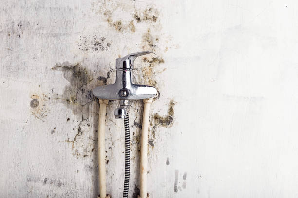 Best Emergency Mold Remediation in Ina, IL