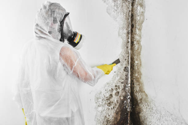 Best Basement Mold Remediation in Ina, IL