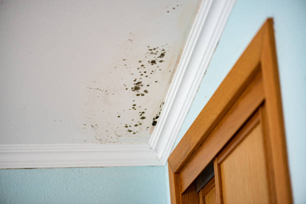 Best DIY Mold Remediation Support Services in Ina, IL
