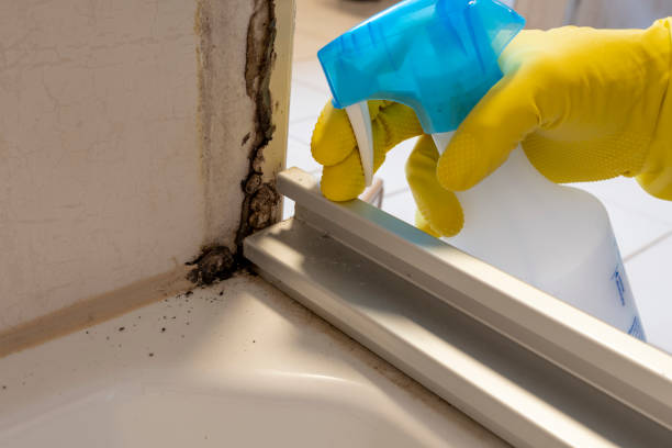 Best Preventive Mold Services in Ina, IL