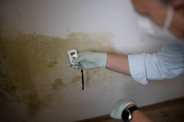 Best Localized Mold Remediation (e.g., coastal areas, humid climates) in Ina, IL