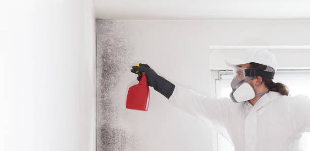 Best Black Mold Remediation in Ina, IL