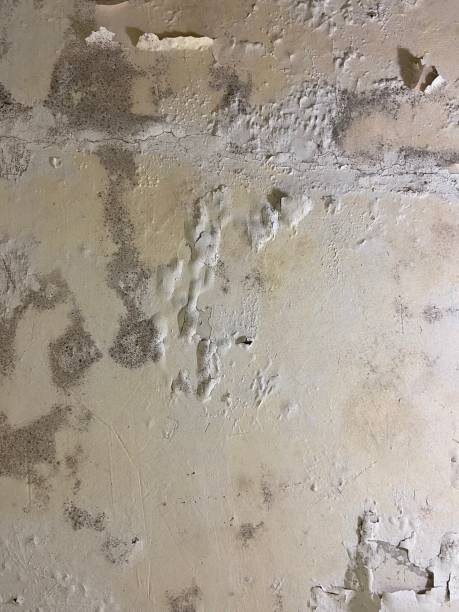 Best Mold Remediation for Schools in Ina, IL