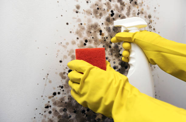 Best Commercial Mold Remediation in Ina, IL