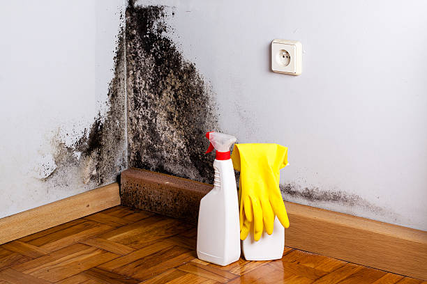 Best Mold Testing and Inspection Services in Ina, IL