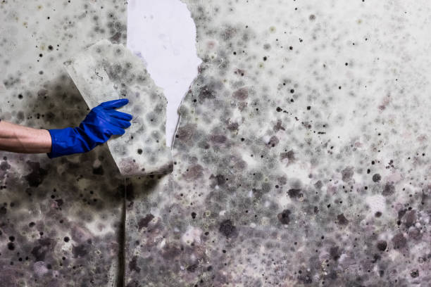 Best Post-Remediation Services in Ina, IL
