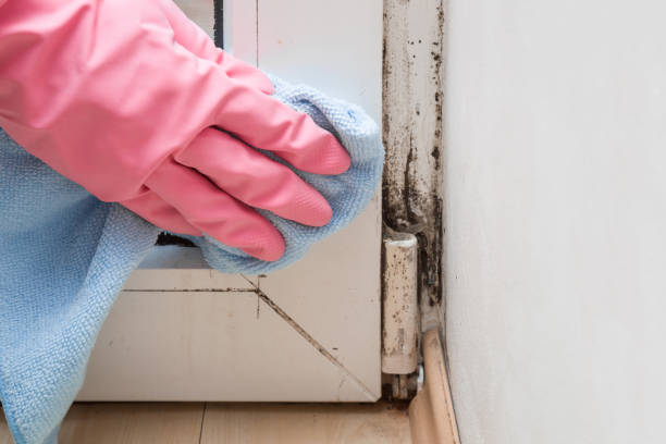 Best Crawl Space Mold Remediation in Ina, IL